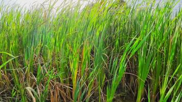 een boeiend perspectief van een geïsoleerd moeras riet door de water's kant. deze beeld nodigt uit overpeinzing van de gemakkelijk nog opvallend schoonheid gevonden in aard details. video