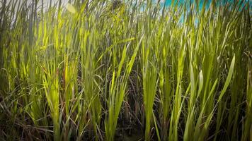 A captivating perspective of an isolated marsh reed by the water's edge. This image invites contemplation of the simple yet striking beauty found in natures details. video