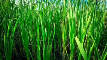 A captivating perspective of an isolated marsh reed by the water's edge. This image invites contemplation of the simple yet striking beauty found in natures details. video