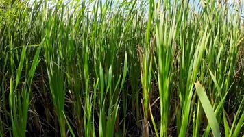 een boeiend perspectief van een geïsoleerd moeras riet door de water's kant. deze beeld nodigt uit overpeinzing van de gemakkelijk nog opvallend schoonheid gevonden in aard details. video