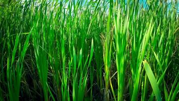 een boeiend perspectief van een geïsoleerd moeras riet door de water's kant. deze beeld nodigt uit overpeinzing van de gemakkelijk nog opvallend schoonheid gevonden in aard details. video