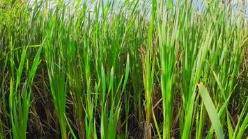 een boeiend perspectief van een geïsoleerd moeras riet door de water's kant. deze beeld nodigt uit overpeinzing van de gemakkelijk nog opvallend schoonheid gevonden in aard details. video