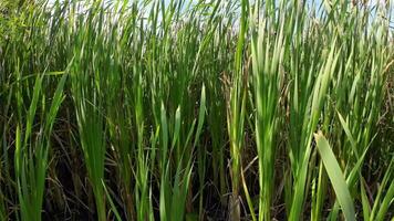 een boeiend perspectief van een geïsoleerd moeras riet door de water's kant. deze beeld nodigt uit overpeinzing van de gemakkelijk nog opvallend schoonheid gevonden in aard details. video