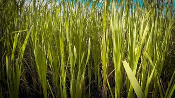 een boeiend perspectief van een geïsoleerd moeras riet door de water's kant. deze beeld nodigt uit overpeinzing van de gemakkelijk nog opvallend schoonheid gevonden in aard details. video