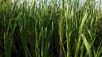 A captivating perspective of an isolated marsh reed by the water's edge. This image invites contemplation of the simple yet striking beauty found in natures details. video