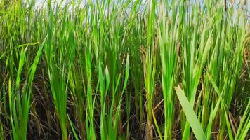 een boeiend perspectief van een geïsoleerd moeras riet door de water's kant. deze beeld nodigt uit overpeinzing van de gemakkelijk nog opvallend schoonheid gevonden in aard details. video