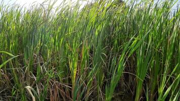 een boeiend perspectief van een geïsoleerd moeras riet door de water's kant. deze beeld nodigt uit overpeinzing van de gemakkelijk nog opvallend schoonheid gevonden in aard details. video