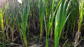 een boeiend perspectief van een geïsoleerd moeras riet door de water's kant. deze beeld nodigt uit overpeinzing van de gemakkelijk nog opvallend schoonheid gevonden in aard details. video