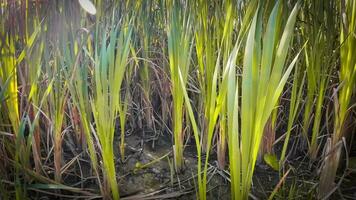 een boeiend perspectief van een geïsoleerd moeras riet door de water's kant. deze beeld nodigt uit overpeinzing van de gemakkelijk nog opvallend schoonheid gevonden in aard details. video