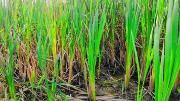 een boeiend perspectief van een geïsoleerd moeras riet door de water's kant. deze beeld nodigt uit overpeinzing van de gemakkelijk nog opvallend schoonheid gevonden in aard details. video