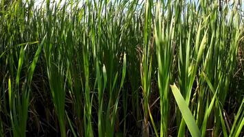 A captivating perspective of an isolated marsh reed by the water's edge. This image invites contemplation of the simple yet striking beauty found in natures details. video