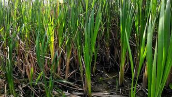 A captivating perspective of an isolated marsh reed by the water's edge. This image invites contemplation of the simple yet striking beauty found in natures details. video