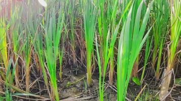 een boeiend perspectief van een geïsoleerd moeras riet door de water's kant. deze beeld nodigt uit overpeinzing van de gemakkelijk nog opvallend schoonheid gevonden in aard details. video