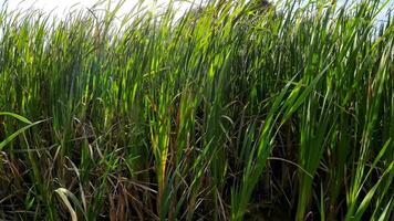 een boeiend perspectief van een geïsoleerd moeras riet door de water's kant. deze beeld nodigt uit overpeinzing van de gemakkelijk nog opvallend schoonheid gevonden in aard details. video