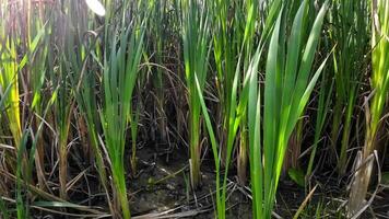 een boeiend perspectief van een geïsoleerd moeras riet door de water's kant. deze beeld nodigt uit overpeinzing van de gemakkelijk nog opvallend schoonheid gevonden in aard details. video