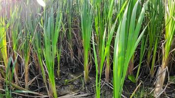 een boeiend perspectief van een geïsoleerd moeras riet door de water's kant. deze beeld nodigt uit overpeinzing van de gemakkelijk nog opvallend schoonheid gevonden in aard details. video