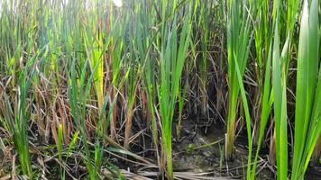 A captivating perspective of an isolated marsh reed by the water's edge. This image invites contemplation of the simple yet striking beauty found in natures details. video
