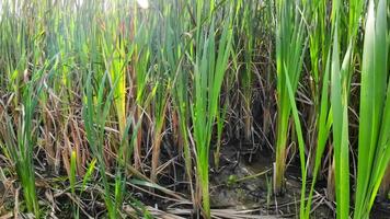 een boeiend perspectief van een geïsoleerd moeras riet door de water's kant. deze beeld nodigt uit overpeinzing van de gemakkelijk nog opvallend schoonheid gevonden in aard details. video