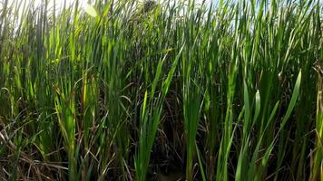 A captivating perspective of an isolated marsh reed by the water's edge. This image invites contemplation of the simple yet striking beauty found in natures details. video