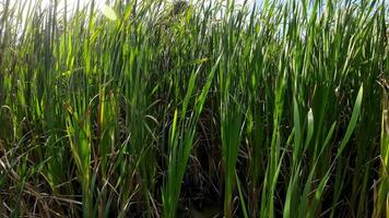 A captivating perspective of an isolated marsh reed by the water's edge. This image invites contemplation of the simple yet striking beauty found in natures details. video