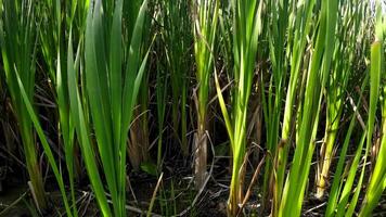 een boeiend perspectief van een geïsoleerd moeras riet door de water's kant. deze beeld nodigt uit overpeinzing van de gemakkelijk nog opvallend schoonheid gevonden in aard details. video