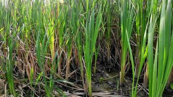 A captivating perspective of an isolated marsh reed by the water's edge. This image invites contemplation of the simple yet striking beauty found in natures details. video