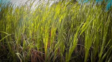 een boeiend perspectief van een geïsoleerd moeras riet door de water's kant. deze beeld nodigt uit overpeinzing van de gemakkelijk nog opvallend schoonheid gevonden in aard details. video