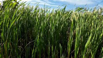 een boeiend perspectief van een geïsoleerd moeras riet door de water's kant. deze beeld nodigt uit overpeinzing van de gemakkelijk nog opvallend schoonheid gevonden in aard details. video