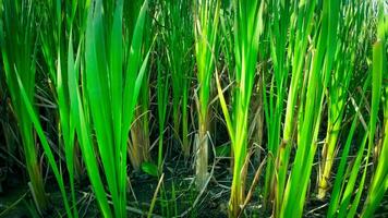 A captivating perspective of an isolated marsh reed by the water's edge. This image invites contemplation of the simple yet striking beauty found in natures details. video