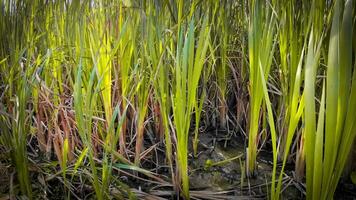 A captivating perspective of an isolated marsh reed by the water's edge. This image invites contemplation of the simple yet striking beauty found in natures details. video