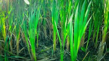 een boeiend perspectief van een geïsoleerd moeras riet door de water's kant. deze beeld nodigt uit overpeinzing van de gemakkelijk nog opvallend schoonheid gevonden in aard details. video