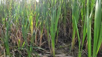 een boeiend perspectief van een geïsoleerd moeras riet door de water's kant. deze beeld nodigt uit overpeinzing van de gemakkelijk nog opvallend schoonheid gevonden in aard details. video