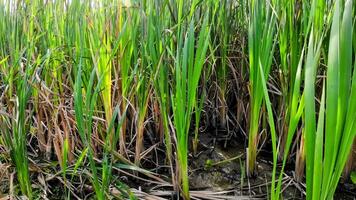 A captivating perspective of an isolated marsh reed by the water's edge. This image invites contemplation of the simple yet striking beauty found in natures details. video