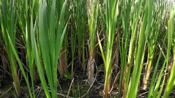 een boeiend perspectief van een geïsoleerd moeras riet door de water's kant. deze beeld nodigt uit overpeinzing van de gemakkelijk nog opvallend schoonheid gevonden in aard details. video