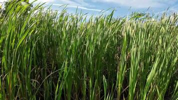 een boeiend perspectief van een geïsoleerd moeras riet door de water's kant. deze beeld nodigt uit overpeinzing van de gemakkelijk nog opvallend schoonheid gevonden in aard details. video