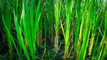 A captivating perspective of an isolated marsh reed by the water's edge. This image invites contemplation of the simple yet striking beauty found in natures details. video