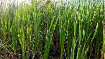 A captivating perspective of an isolated marsh reed by the water's edge. This image invites contemplation of the simple yet striking beauty found in natures details. video