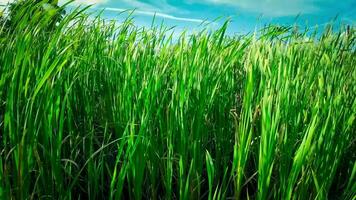 A captivating perspective of an isolated marsh reed by the water's edge. This image invites contemplation of the simple yet striking beauty found in natures details. video