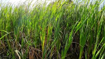 een boeiend perspectief van een geïsoleerd moeras riet door de water's kant. deze beeld nodigt uit overpeinzing van de gemakkelijk nog opvallend schoonheid gevonden in aard details. video