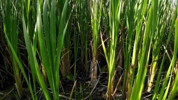 een boeiend perspectief van een geïsoleerd moeras riet door de water's kant. deze beeld nodigt uit overpeinzing van de gemakkelijk nog opvallend schoonheid gevonden in aard details. video