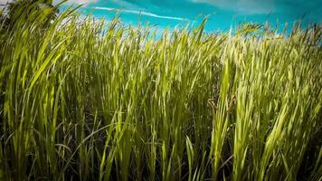 A captivating perspective of an isolated marsh reed by the water's edge. This image invites contemplation of the simple yet striking beauty found in natures details. video