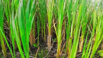 een boeiend perspectief van een geïsoleerd moeras riet door de water's kant. deze beeld nodigt uit overpeinzing van de gemakkelijk nog opvallend schoonheid gevonden in aard details. video