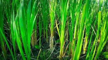 A captivating perspective of an isolated marsh reed by the water's edge. This image invites contemplation of the simple yet striking beauty found in natures details. video