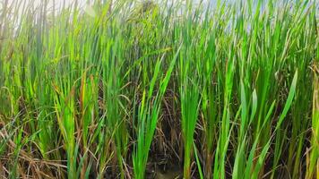 A captivating perspective of an isolated marsh reed by the water's edge. This image invites contemplation of the simple yet striking beauty found in natures details. video