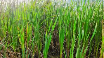 een boeiend perspectief van een geïsoleerd moeras riet door de water's kant. deze beeld nodigt uit overpeinzing van de gemakkelijk nog opvallend schoonheid gevonden in aard details. video