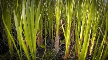 een boeiend perspectief van een geïsoleerd moeras riet door de water's kant. deze beeld nodigt uit overpeinzing van de gemakkelijk nog opvallend schoonheid gevonden in aard details. video