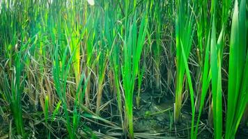 A captivating perspective of an isolated marsh reed by the water's edge. This image invites contemplation of the simple yet striking beauty found in natures details. video