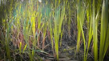 A captivating perspective of an isolated marsh reed by the water's edge. This image invites contemplation of the simple yet striking beauty found in natures details. video