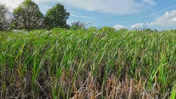 A captivating perspective of an isolated marsh reed by the water's edge. This image invites contemplation of the simple yet striking beauty found in natures details. video