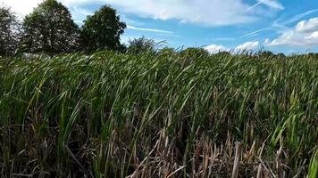 A captivating perspective of an isolated marsh reed by the water's edge. This image invites contemplation of the simple yet striking beauty found in natures details. video